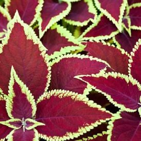 Scarlet Wizard, Coleus Seeds